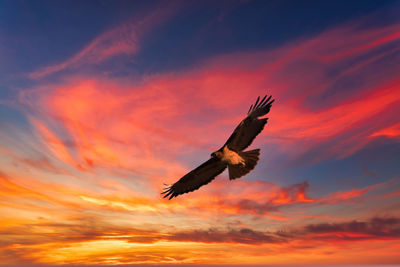 Low angle view of bird flying against orange sky