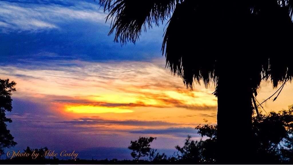 SILHOUETTE OF PALM TREES AT SUNSET