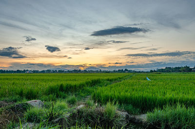 Scenic view of agricultural field against sky during sunset