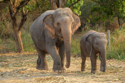 indian elephant