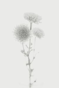 Close-up of snow on plant during winter