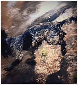 Close-up of wet dog in water