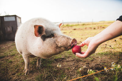Close-up of man feeding pig with an apple