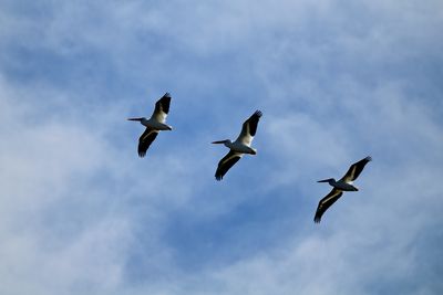 Low angle view of pelicans flying