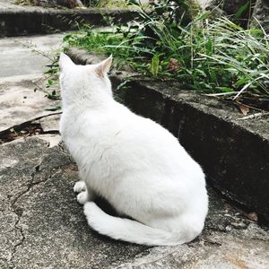 High angle view of cat sitting on grass