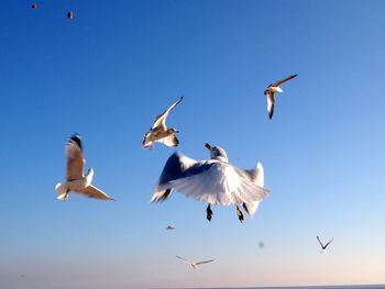 Low angle view of seagull flying against blue sky