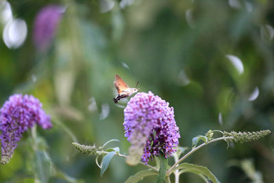 Moth flying by purple flowers