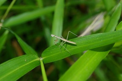 Close-up of insect on grass