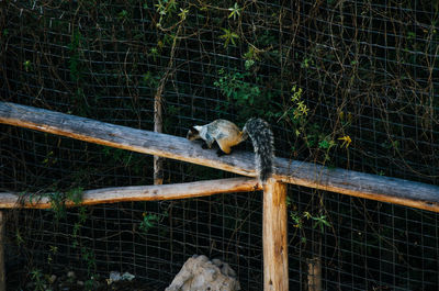 Fence in a cage