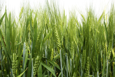 Full frame shot of wheat field