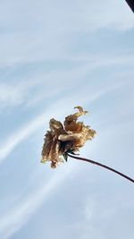 Low angle view of tree against sky