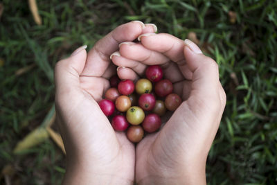 Close-up of hand holding berries