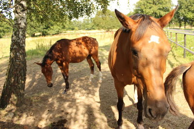 Horses standing at farm