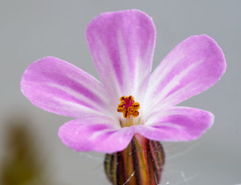 Close-up of flower over black background