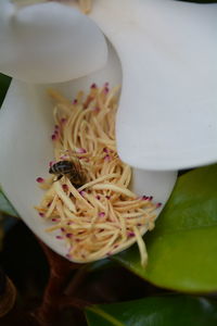 Close-up of bee on white magnolia