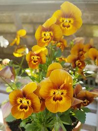 Close-up of yellow flower