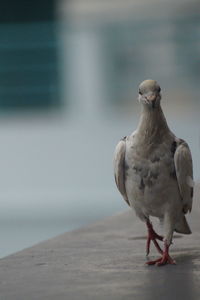 Close-up of bird perching on retaining wall