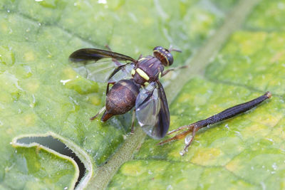 Close-up of insect on plant