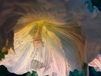 Close-up of flower against blurred background