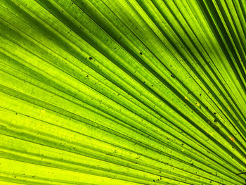 Full frame shot of palm leaves