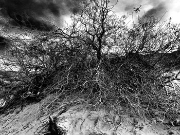 Close-up of bird against sky