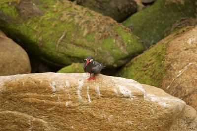 Bird perching on rock