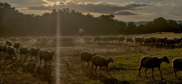 Sheep grazing on field against sky during sunset