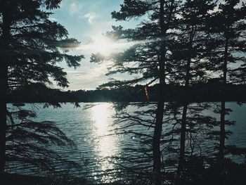 Silhouette trees by lake in forest against sky