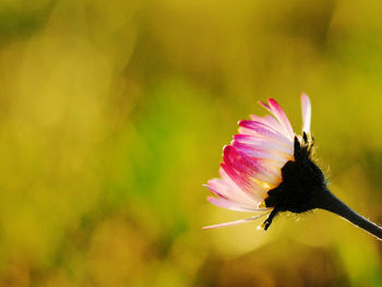 Close-up of flower blooming outdoors