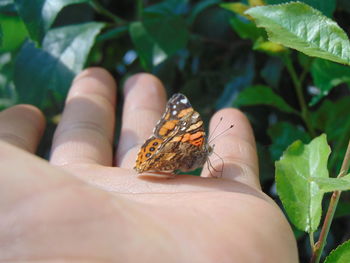 Close-up of butterfly on hand