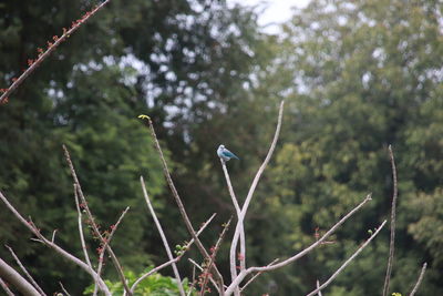 Close-up of bird perching on branch