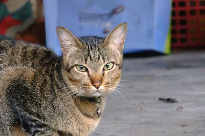 Close-up portrait of a cat