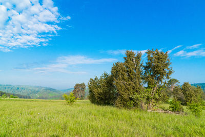 Trees on field against blue sky