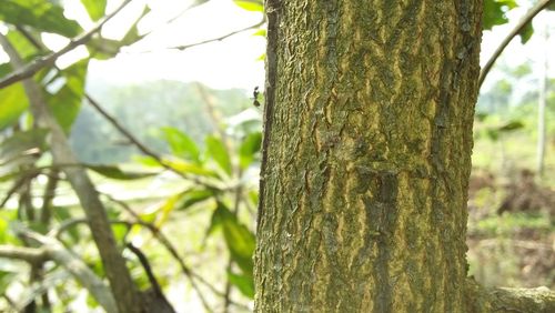 Close-up of tree trunk in forest