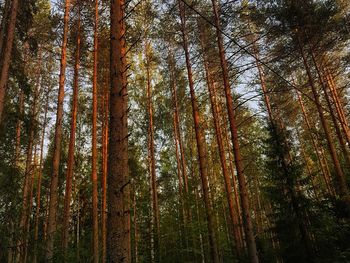 Low angle view of bamboo trees in forest