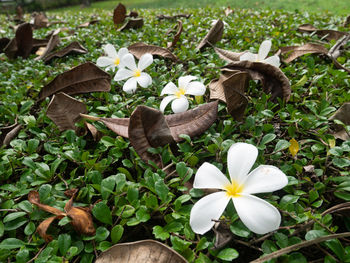 Close-up of white flowering plants on field