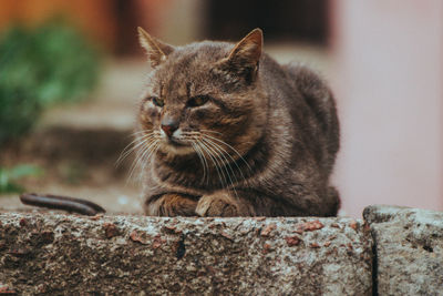 Close-up of a cat looking away