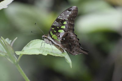 Close-up of butterfly pollinating flower