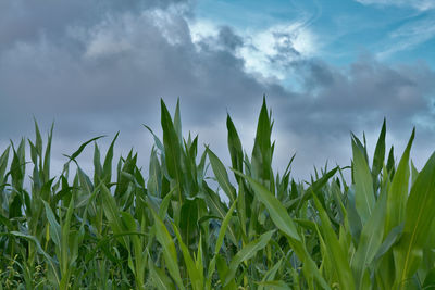 Crops growing on field against sky