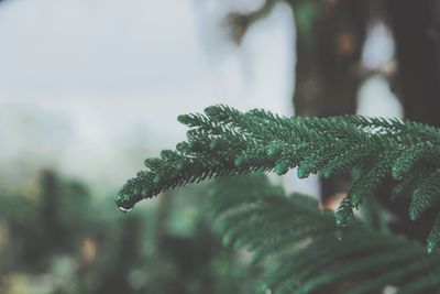 Close-up of raindrops on tree