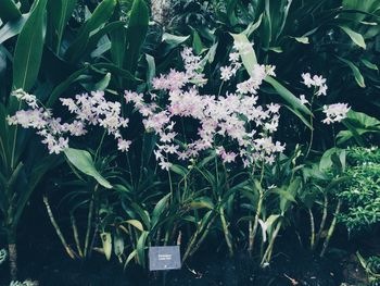 Flowers blooming outdoors