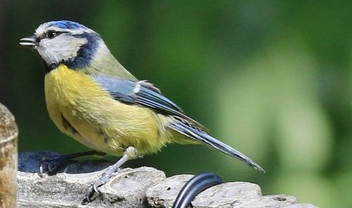 Close-up of bird