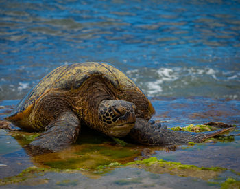 Close-up of turtle in hawaii 