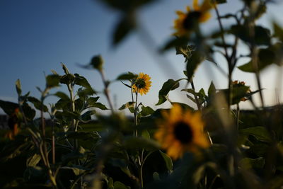 Close-up of yellow flowers blooming outdoors