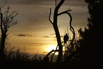 Silhouette bare tree against sky during sunset