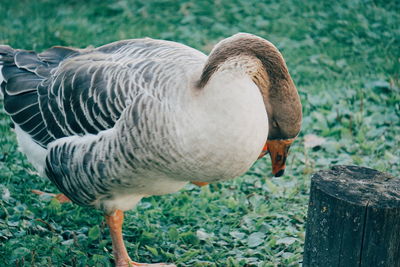 Goose standing on grass