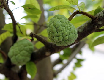 Close-up of fruit growing on tree