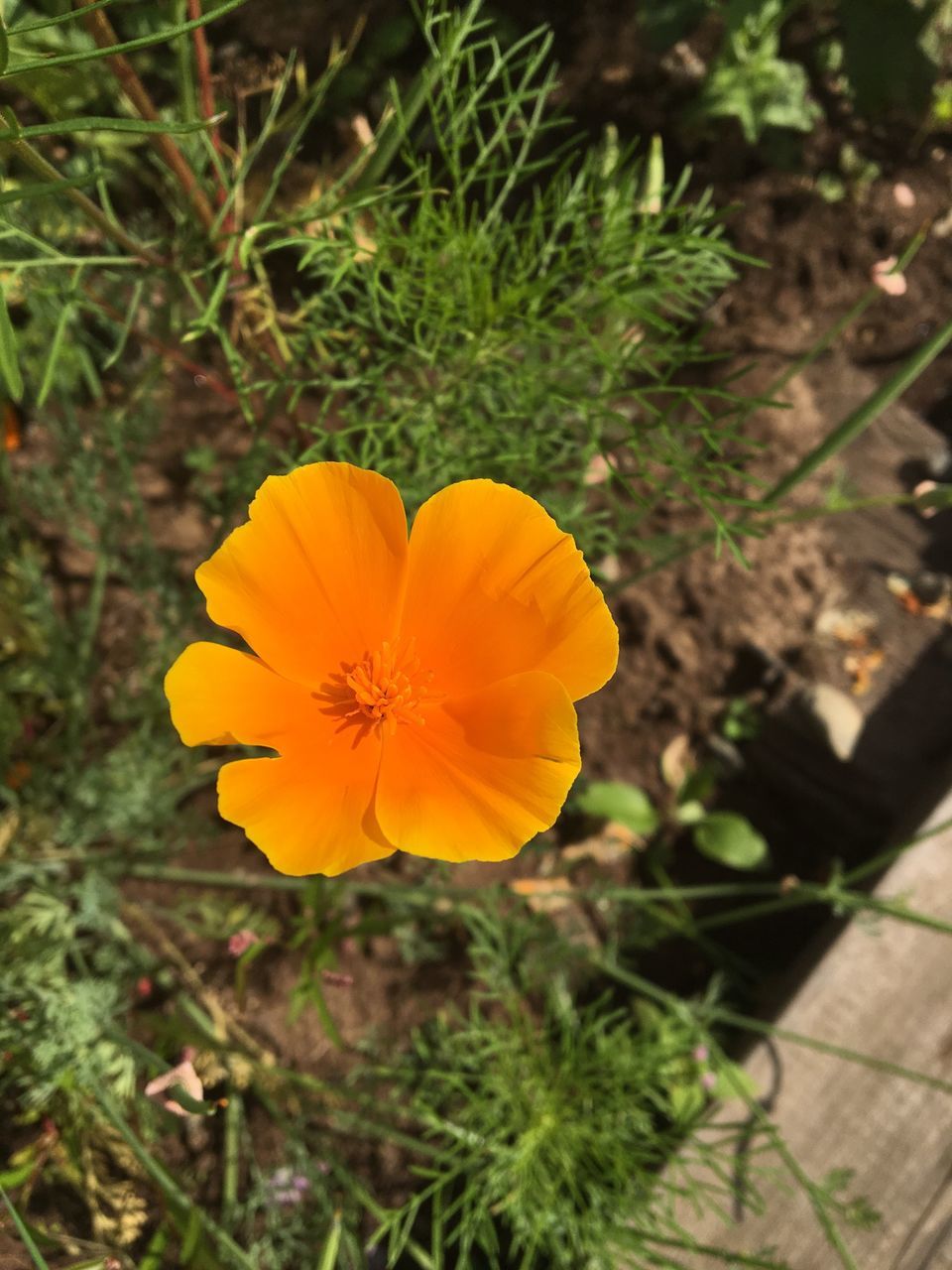 flower, freshness, petal, fragility, flower head, yellow, growth, close-up, beauty in nature, focus on foreground, nature, single flower, plant, springtime, in bloom, blooming, day, vibrant color, outdoors, botany, blossom, pollen, tranquility, no people