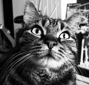 Close-up portrait of cat at home