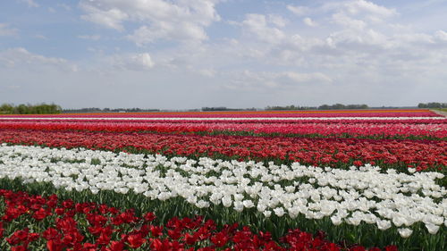 Red flowers on field against sky